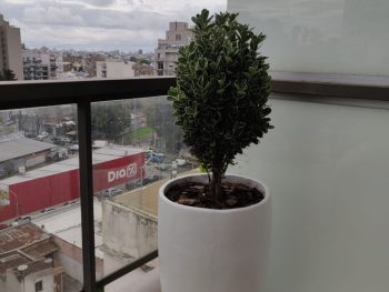CONO  CURVO SIN PINTAR