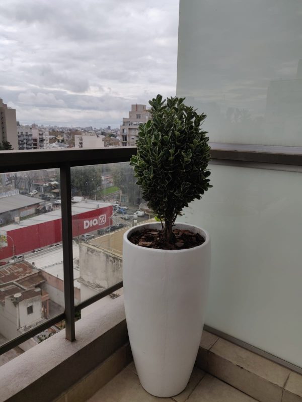 CONO  CURVO SIN PINTAR