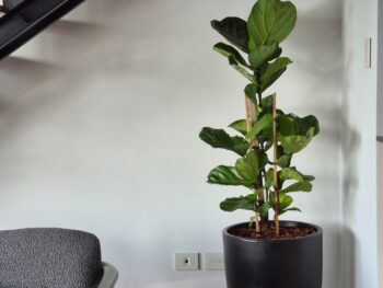 Maceta Copa · Rotomoldeada